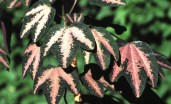 trifasciata_G (1)